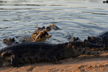 Black kajman Melanosuchus niger south america