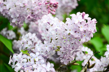 Spring branch blooming lilacs. Blossoming purple lilacs in the spring. Selective soft focus, shallow depth of field. spring background
