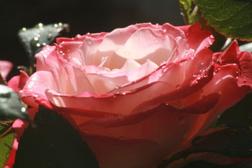 Blumen