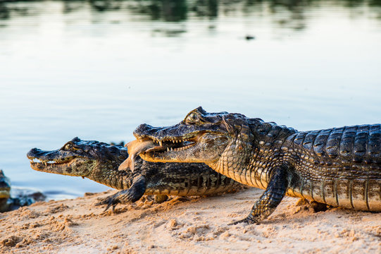 Black kajman Melanosuchus niger south america