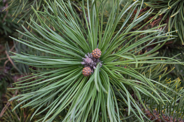 Mugo Pine Cone in Winter