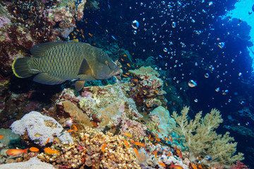 Napoleon fish at the Red Sea, Egypt