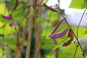Hyacinth bean in garden