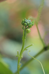 Hyacinth bean in garden
