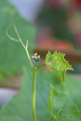 Hyacinth bean in garden