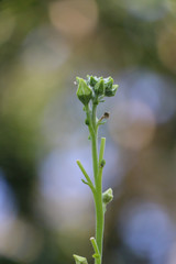 Hyacinth bean in garden