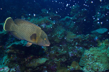 Napoleon fish at the Red Sea, Egypt
