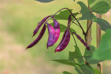 Hyacinth bean in garden