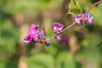 Hyacinth bean in garden