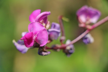 Hyacinth bean in garden