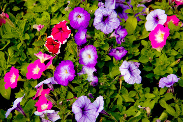 pink flowers in the garden
