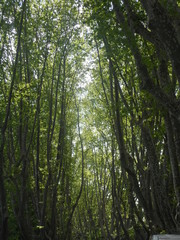 todos tenemos alguien que nos cuida desde arriba