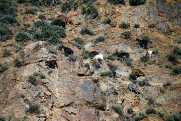 Goats grasp on grass in high Atlas Mountains in Morocco
