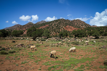 Goats eating grass in a green Atlas Mountain landscape with blue sky in Morocco near Ouarzazate