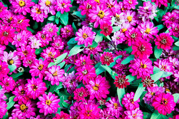 purple flowers in the garden