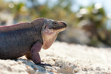 animal, fauna and nature concept - exuma island iguana in the bahamas