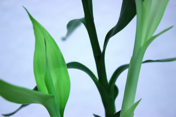 Green plant in front of white background
