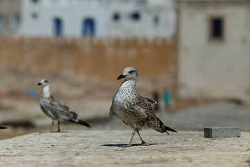 Seagulls in Essaouira medina old town