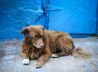 Sad street dog lying in front of blue wall in Essaouira medina, Morocco