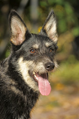 black and white dog terrier metis
