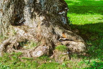 Closeup of the root phrase of an old large tree rooted in the ground on sunny summer day.