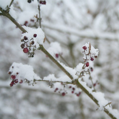 Callicarpa bodinieri branch with purple berries covered by snow in the garden. Beautyberry bush in winter