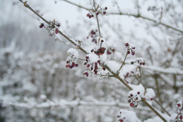 Callicarpa bodinieri branch with purple berries covered by snow in the garden. Beautyberry bush in winter