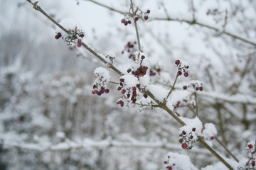 Callicarpa bodinieri branch with purple berries covered by snow in the garden. Beautyberry bush in...
