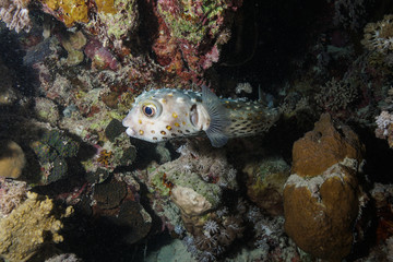 Puffer fish at the Red Sea, Egypt