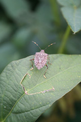 Brown Marmorated shield bug on soybean leaf on plant. Halyomorpha halys insect infestation in the soybean field