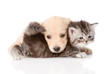 Fototapeta na wymiar golden retriever puppy dog playing with british kitten. isolated on white background