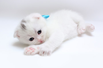 Fototapeta na wymiar white Scottish fold kitten on white background