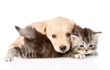 golden retriever puppy dog playing with british kitten. isolated on white background