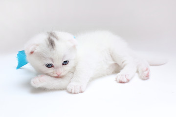 white Scottish fold kitten on white background
