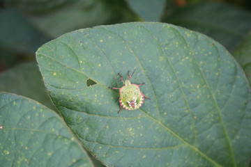 Green shield bug on soybean leaves. Nezara viridula insect on damaged soybean field