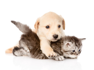 golden retriever puppy dog hugging british cat. isolated on white background