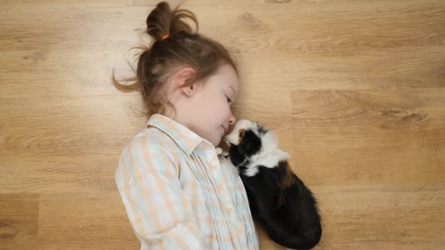 Top view child little girl plays strokes guinea pig pet lying on the floor