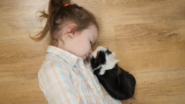 Top view child little girl plays strokes guinea pig pet lying on the floor