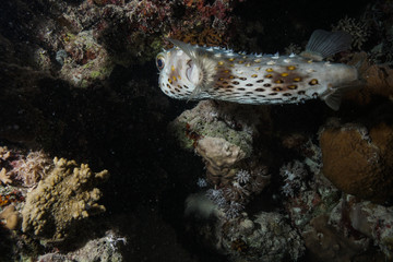 Puffer fish at the Red Sea, Egypt © Mina Ryad