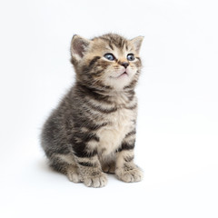 Fototapeta na wymiar striped kitten Scottish straight on white background