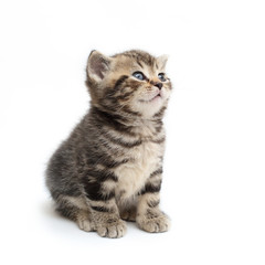 striped  kitten Scottish straight on white background