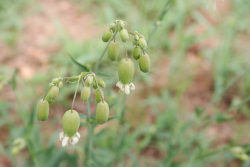 Fototapeta premium Silene plant with flowers in the meadow in summer season. Silene vulgaris also called Bladder campion or Catchfly