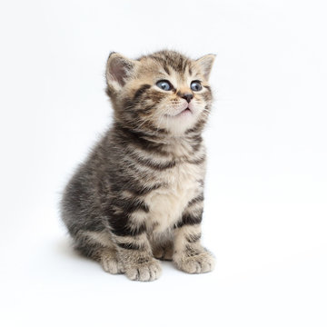 striped  kitten Scottish straight on white background