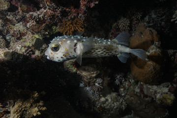 Puffer fish at the Red Sea, Egypt