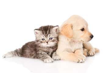 golden retriever puppy dog and british tabby cat lying together. isolated on white background © Ermolaev Alexandr