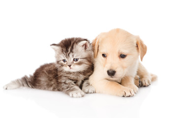 golden retriever puppy dog and british tabby cat lying together. isolated on white background