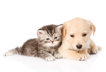Fototapeta na wymiar golden retriever puppy dog and british tabby cat lying together. isolated on white background
