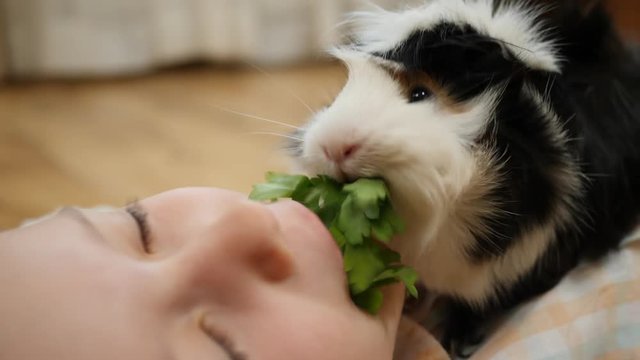 Funny little child girl with guinea pig pet lie and eat share one sprig of parsley together
