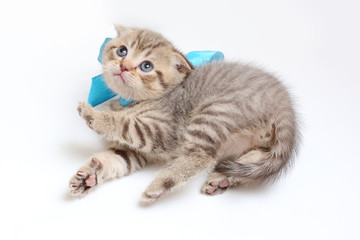 striped  kitten Scottish fold on white background