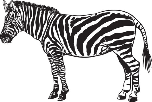 Zebra Vector